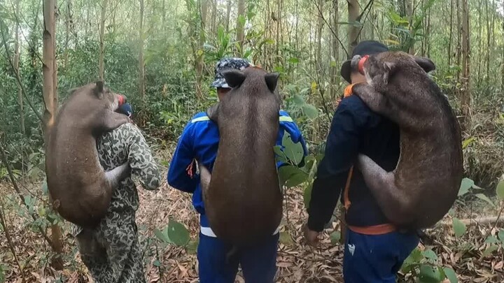 How accurate would a shooting athlete be if they used a real gun to take down a wild boar?