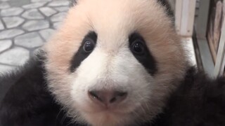 [Animals]Cute moments of a baby panda interacting with tourists