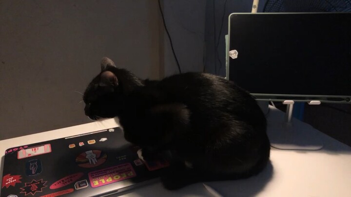 My black cat chilling on my desk