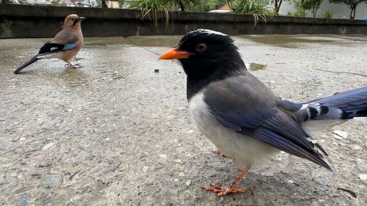 Two birds pull off a double-decker scheme just to steal each other’s food.