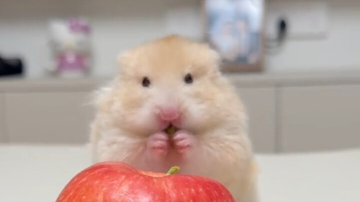 What the little mice have always wanted to report about you