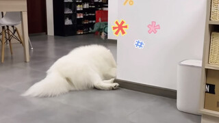 You Can't Wake Up A Dog That Pretends To Sleep