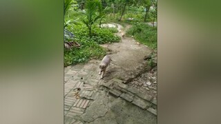 Gọi 2 công chúa về chuồng. Haha. yeucho yeuchomeo cún cúncon chó chómèo chócon chó_cưng chókhôn yeuchomeo cưng chócute pet dogsoftiktok