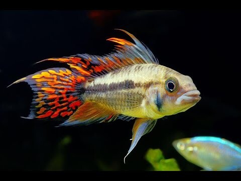 Apisto Super Red Unboxing