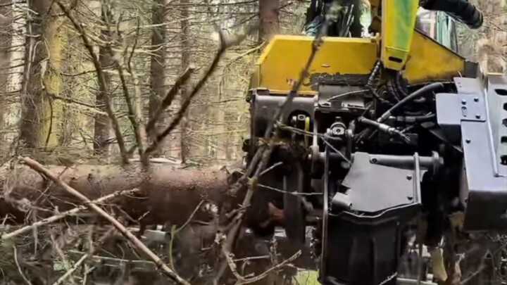 one day cutting tree,
