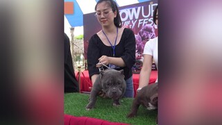 T2: Show Bully - Trên kênh Nhâm Tuất TV nhamtuattv nhamtuat nttv chó chó_cưng thúcưng