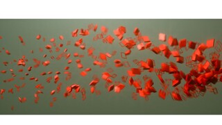 Chizuko unfolds,真假难辨