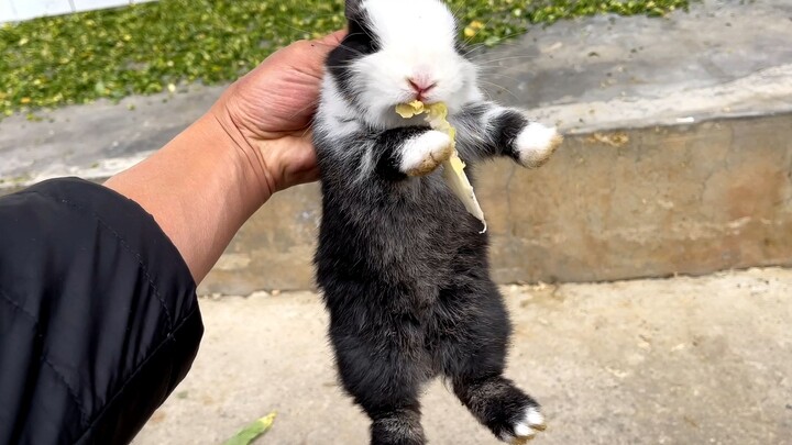 Is this a giant panda or a rabbit? It’s so hard to tell!