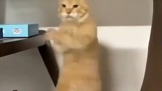 kungfu kucing