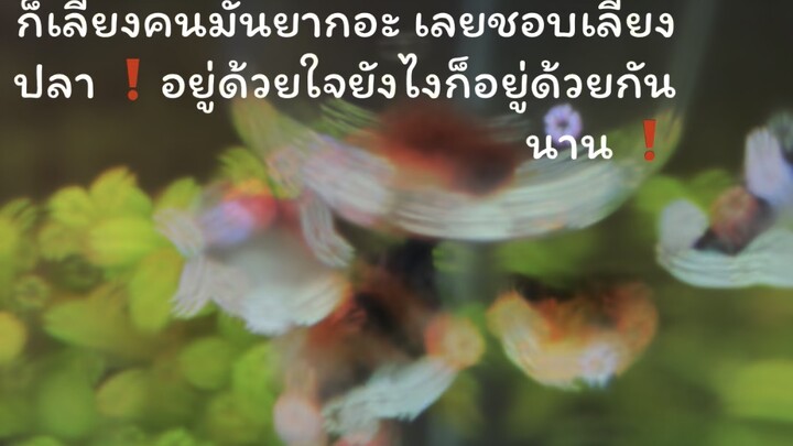 #Mollydfish #Mollyfishrh