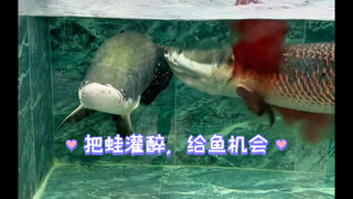 Shocking! The tender big frog got drunk and was unexpectedly attacked by an irritable big fish...