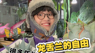 龙舌兰：听说你们的新叶子不能随便乱摸？