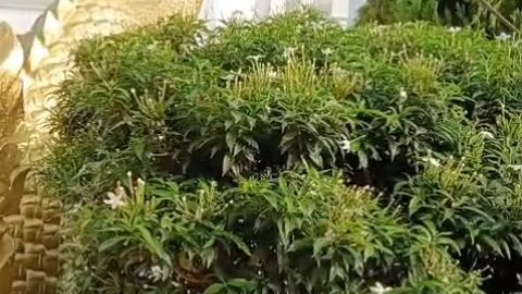 বৌদ্ধ বিহার কুমিল্লা