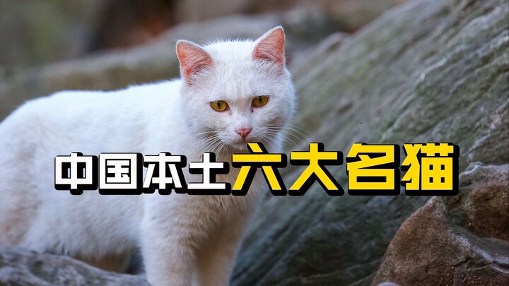 แมวชื่อดัง 6 สายพันธุ์ในจีนแผ่นดินใหญ่ คุณรู้จักตัวไหนบ้าง?