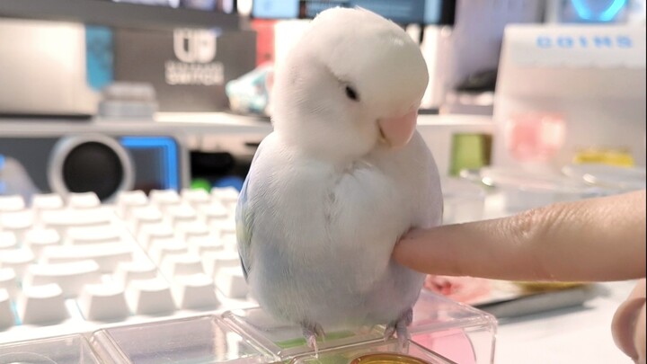 สายพันธุ์: นก, ความชอบ: คน 🐦🩵🥰