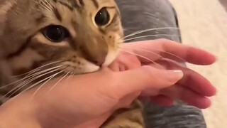 TikTok cat