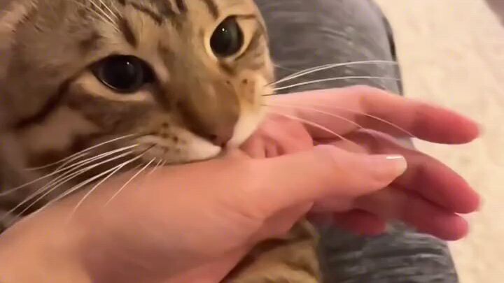TikTok cat