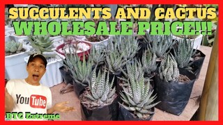 SUCCULENTS AND CACTUS | Wholesale Reseller Prices | Mommy Red Garden