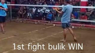 1st fight bulik WINTRIPLE A GF
