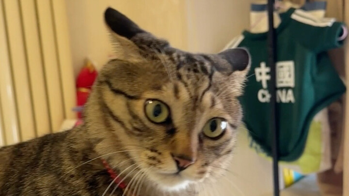 قطط لِهُوا لا تعبأ بتهديدات البشر أبدًا.. لو عضّتك، فما من مجال للتفاوض!