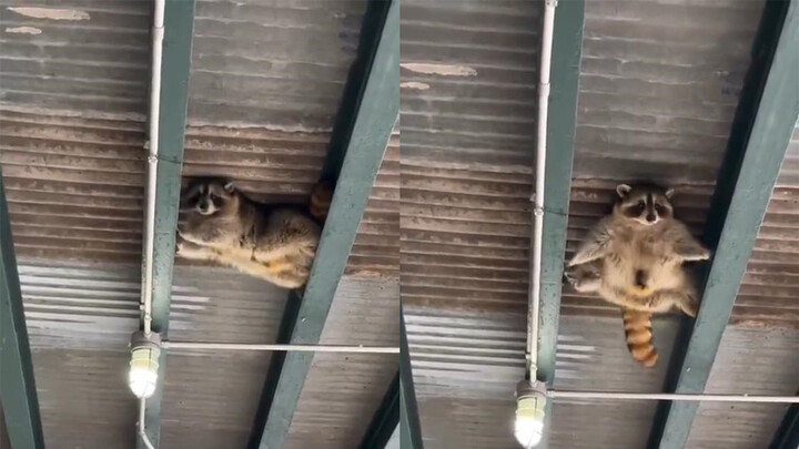 สายลับระดับเทพแห่งวงการแร็กคูน! แร็กคูนตัวน้อยไต่บนหลังคาอย่างท้าทาย สี่ขาทำงานประสานกันน่ารักสุดๆ!