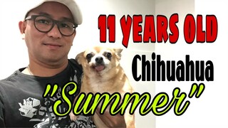 Chihuahua 11 years old | Still happy and healthy | how to take care.