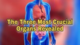 The Three Most Crucial Organs Revealed