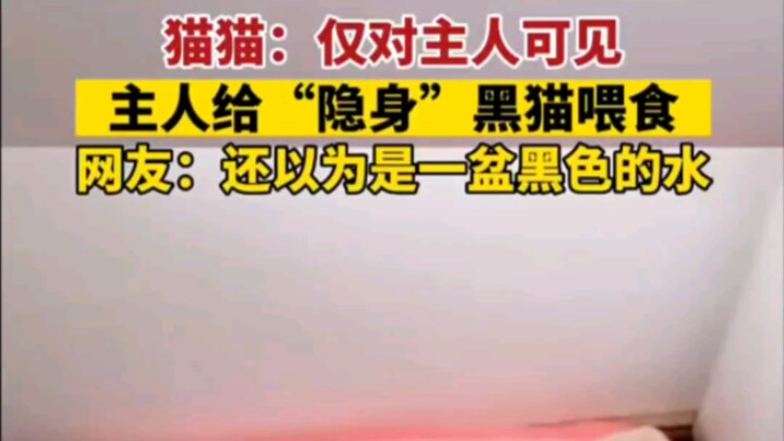 القط الأسود الخفي