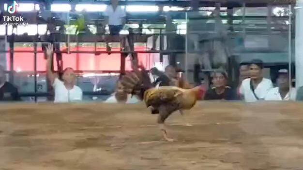 panalo mga boss bulik ko