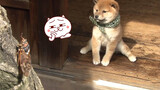 เพ็ทน่ารัก | ชิบะอินุ สุนัขชื่อดังระดับโลก