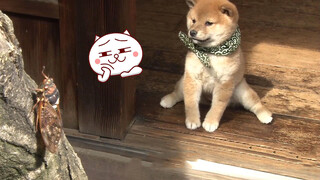 Pet | Pop Star in Shiba Inu Family