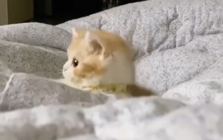 ลูกแมวน้อยน่ารัก นอนบนเตียงนี่แหละสนุกสุด!