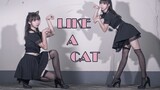 [Wo Silkworm] AOA Cat Walk ❤ Kucing liar kecil yang seksi memanjat atap dengan sepatu hak tinggi ~ s