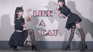 [Wo Silkworm] AOA Cat Walk ❤ Kucing liar kecil yang seksi memanjat atap dengan sepatu hak tinggi ~ s