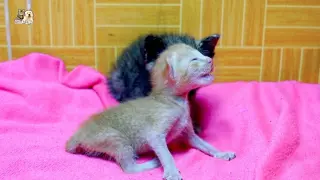 Orphan kittens cry loudly calling their second mother for breastfeeding them