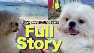 Borgy The Shih Tzu Goes To The Beach | The Full Story