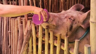 this pig or swine drinks a lot of water. So amazing pih