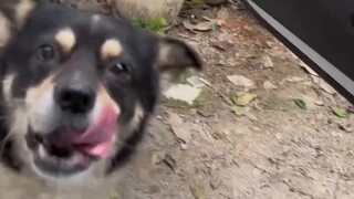 Anjing rakus itu kembali lagi ke sini untuk bertukar camilan