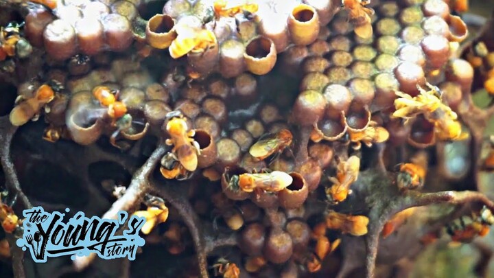 HARVESTING HONEY BY HAND IN TRADITIONAL WAY - KELULUT HONEY BEES ORIGINAL FROM INDONESIA
