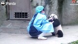 【大熊猫春生】“兔子跳”技能后继有熊了！
