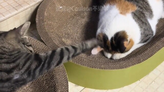 【Animal Dubbing】Huai Min may not sleep yet