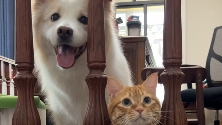 What’s it like when a kitty is raised by a dog?