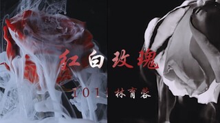 【101|林育蓉】红白玫瑰