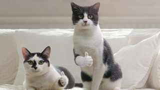 Funniest Cats 😹- Best Of The 2022 Funny Cat and Dog Videos 😂- Family Cats