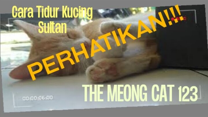 Ini Tidur Gua??????Lihat Lidahnya!!!! #KucingAnggora