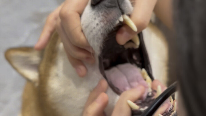 Chen Bafang: Tiap hari cuma ngandelin empat-enam-delapan kalimat dari ibu gua buat ngasih hiburan aj