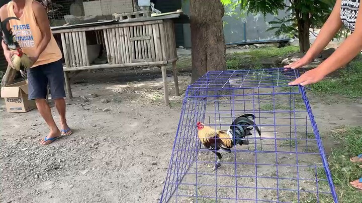 10months 21days.pwedi naba mga bossing. pamg ulutan. 😂😆