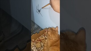 The Spider vs The Cat #TheManniiShow.com/series