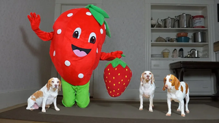 Giant Strawberry Pranks Dogs with Strawberry สุนัขตลก Maymo Penny & Potpie
