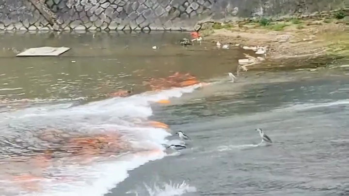 Trên dòng sông ngược dòng, muôn tiên lui bước